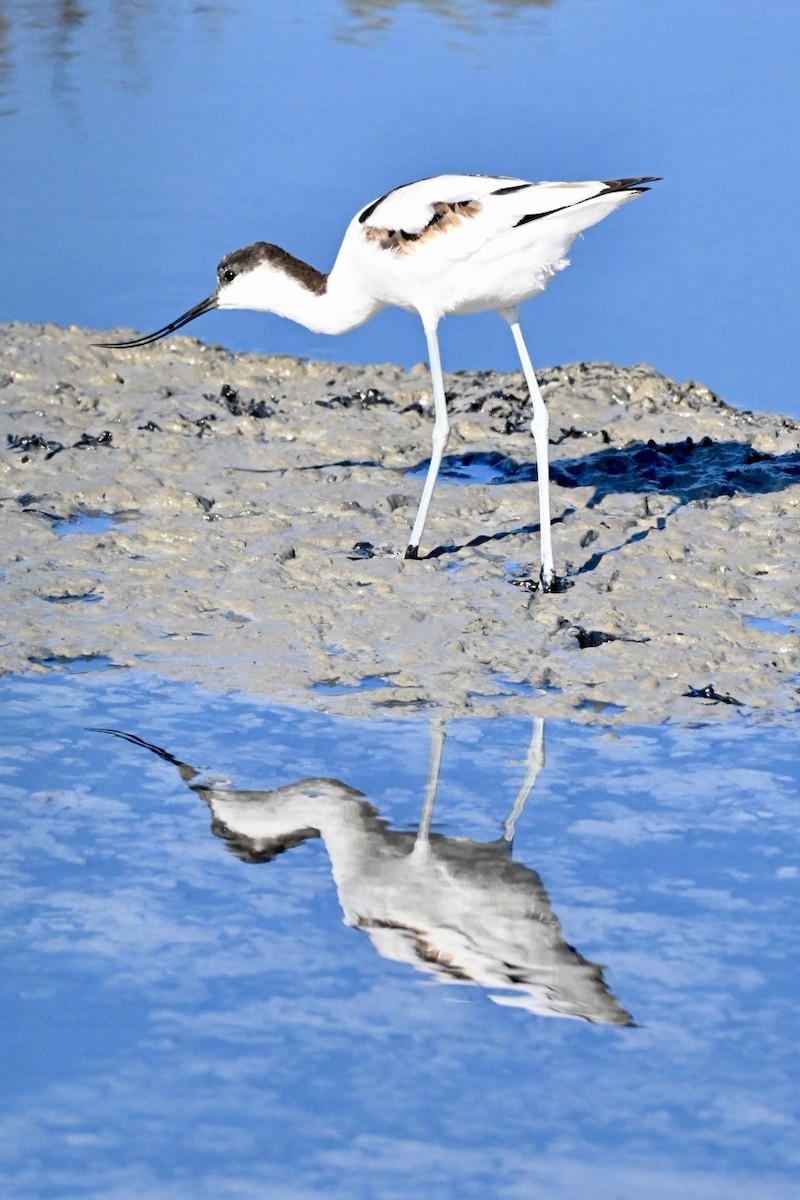 Pied Avocet - ML642101228
