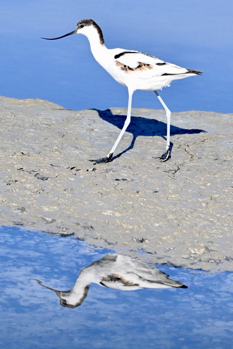 Pied Avocet - ML642101229