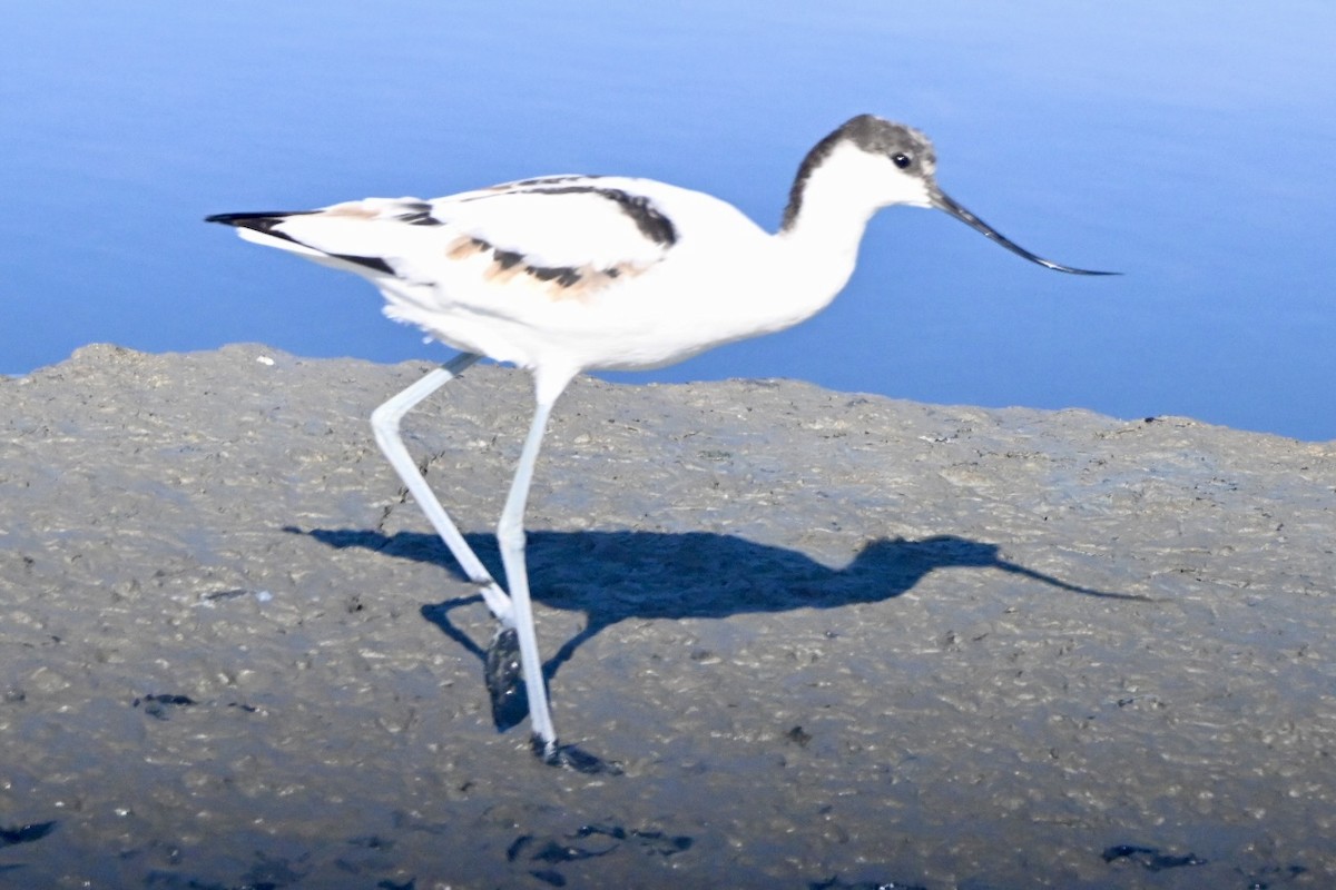 Pied Avocet - ML642101230