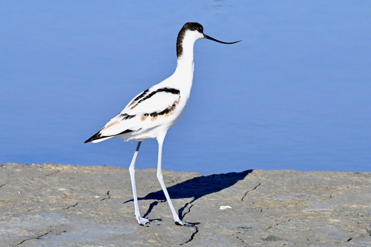 Pied Avocet - ML642101231