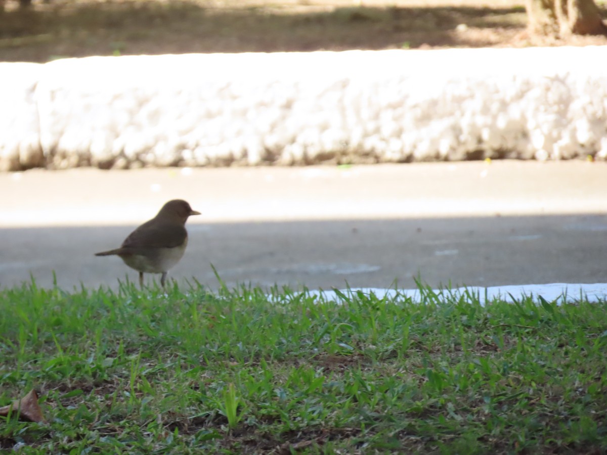 Creamy-bellied Thrush - ML642101232