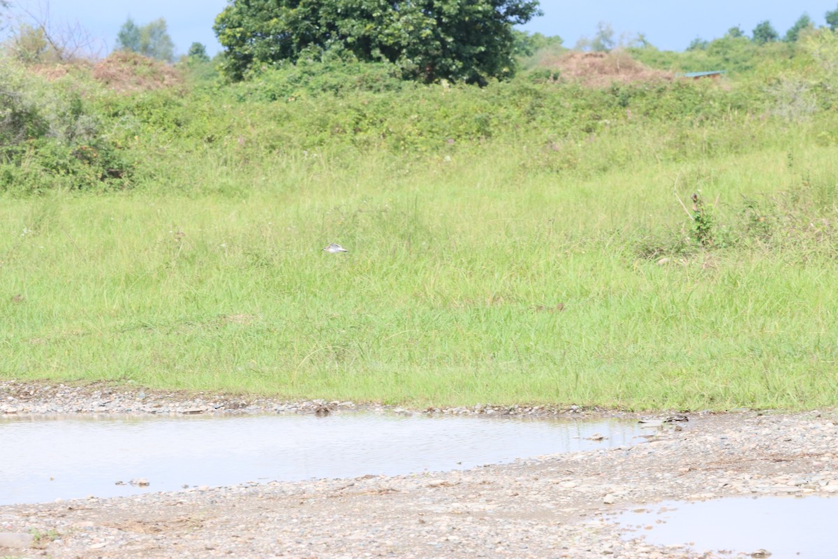 Little Stint - ML642101233