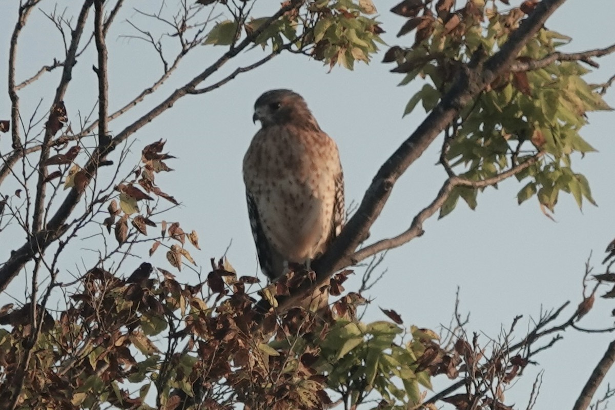 Red-shouldered Hawk - ML642101234
