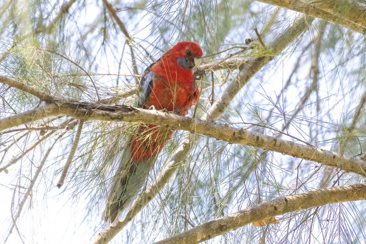 Crimson Rosella - ML642101235