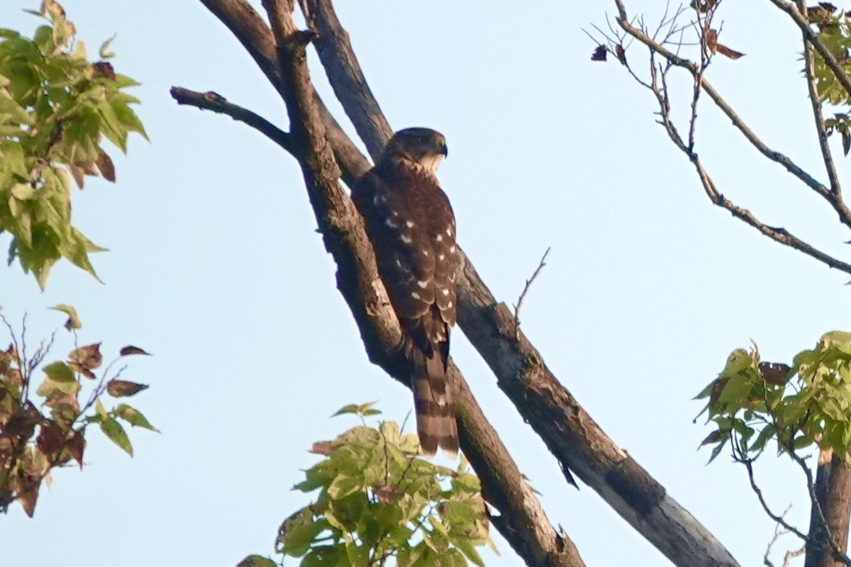 Cooper's Hawk - ML642101241