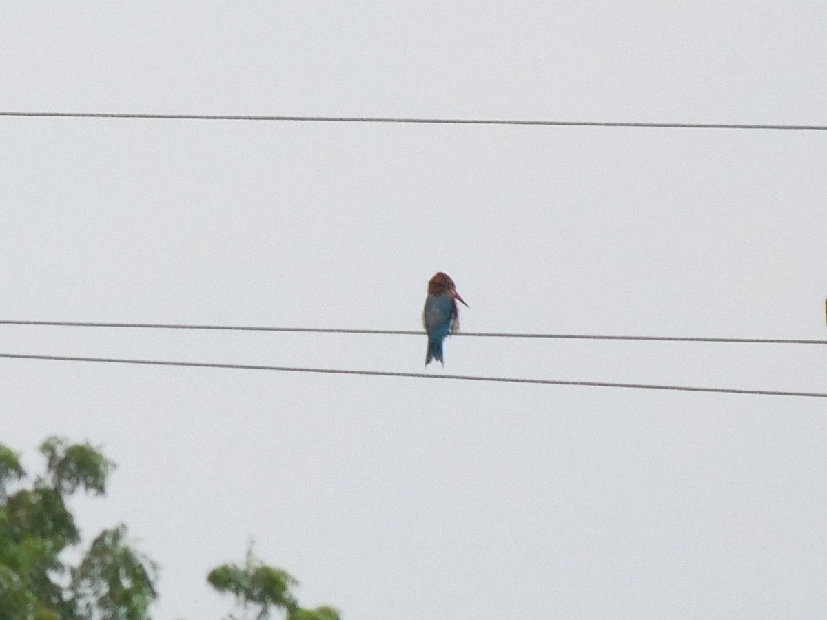 White-throated Kingfisher - ML642101242