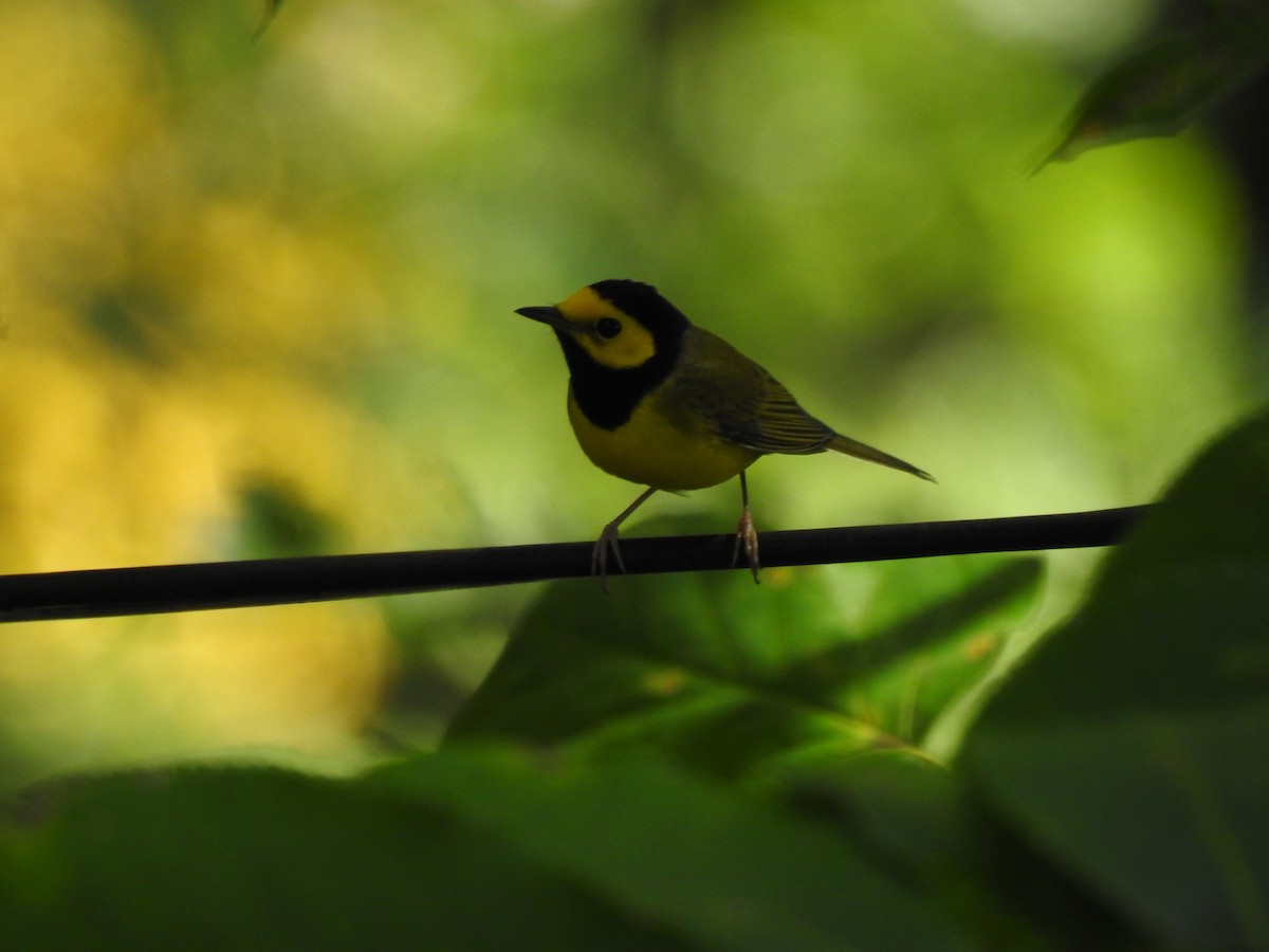 Hooded Warbler - ML642101243