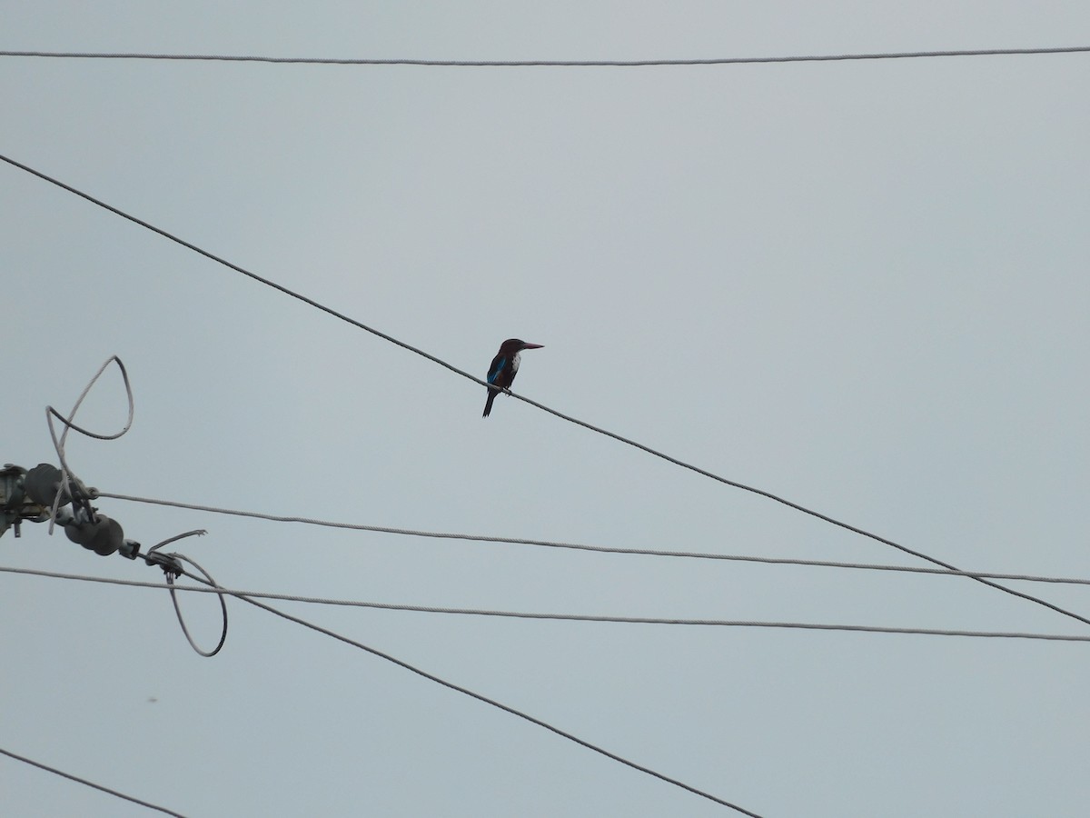White-throated Kingfisher - ML642101247