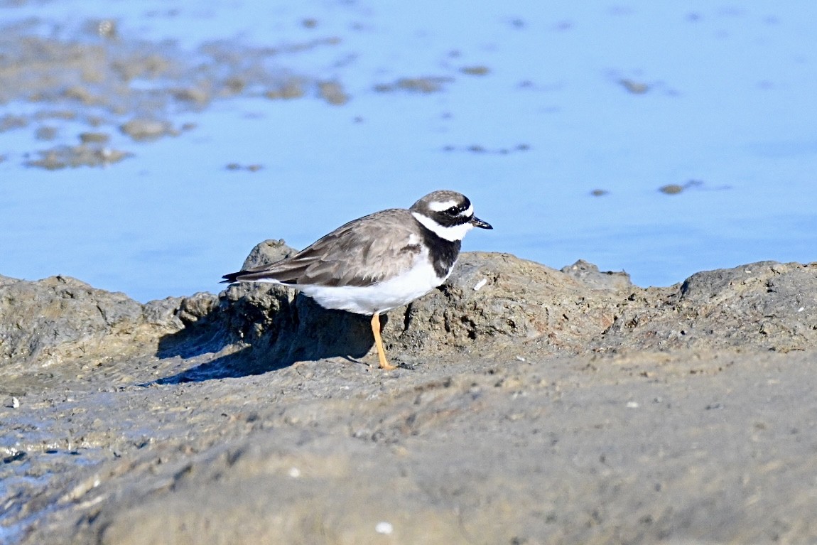 Common Ringed Plover - ML642101248