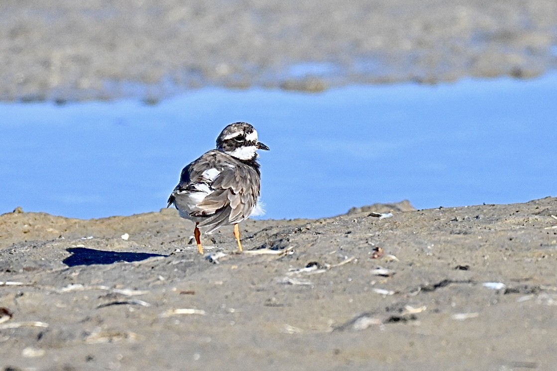 Common Ringed Plover - ML642101249