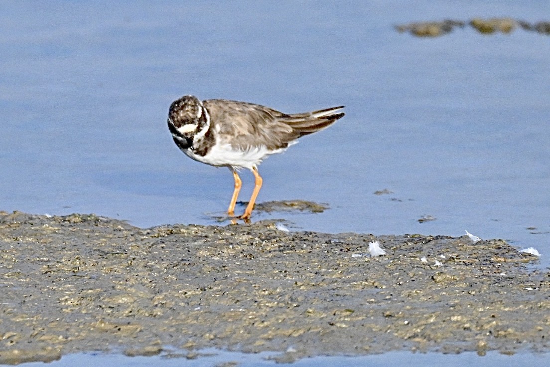 Common Ringed Plover - ML642101251