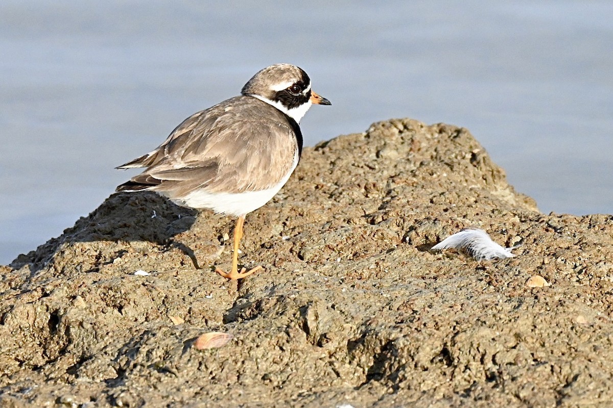 Common Ringed Plover - ML642101252
