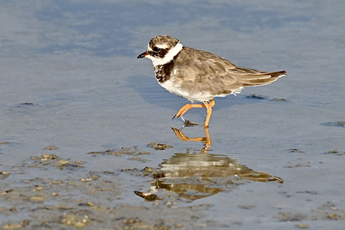 Common Ringed Plover - ML642101253