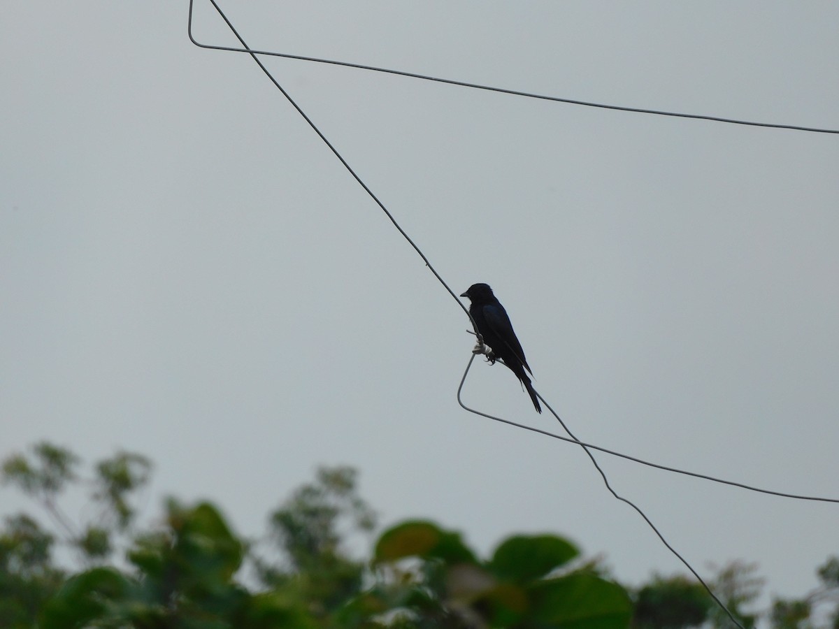 Black Drongo - ML642101254