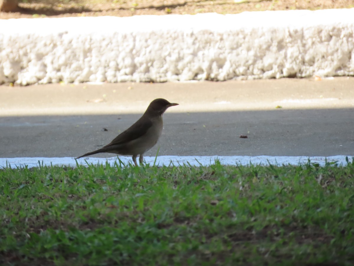 Creamy-bellied Thrush - ML642101255