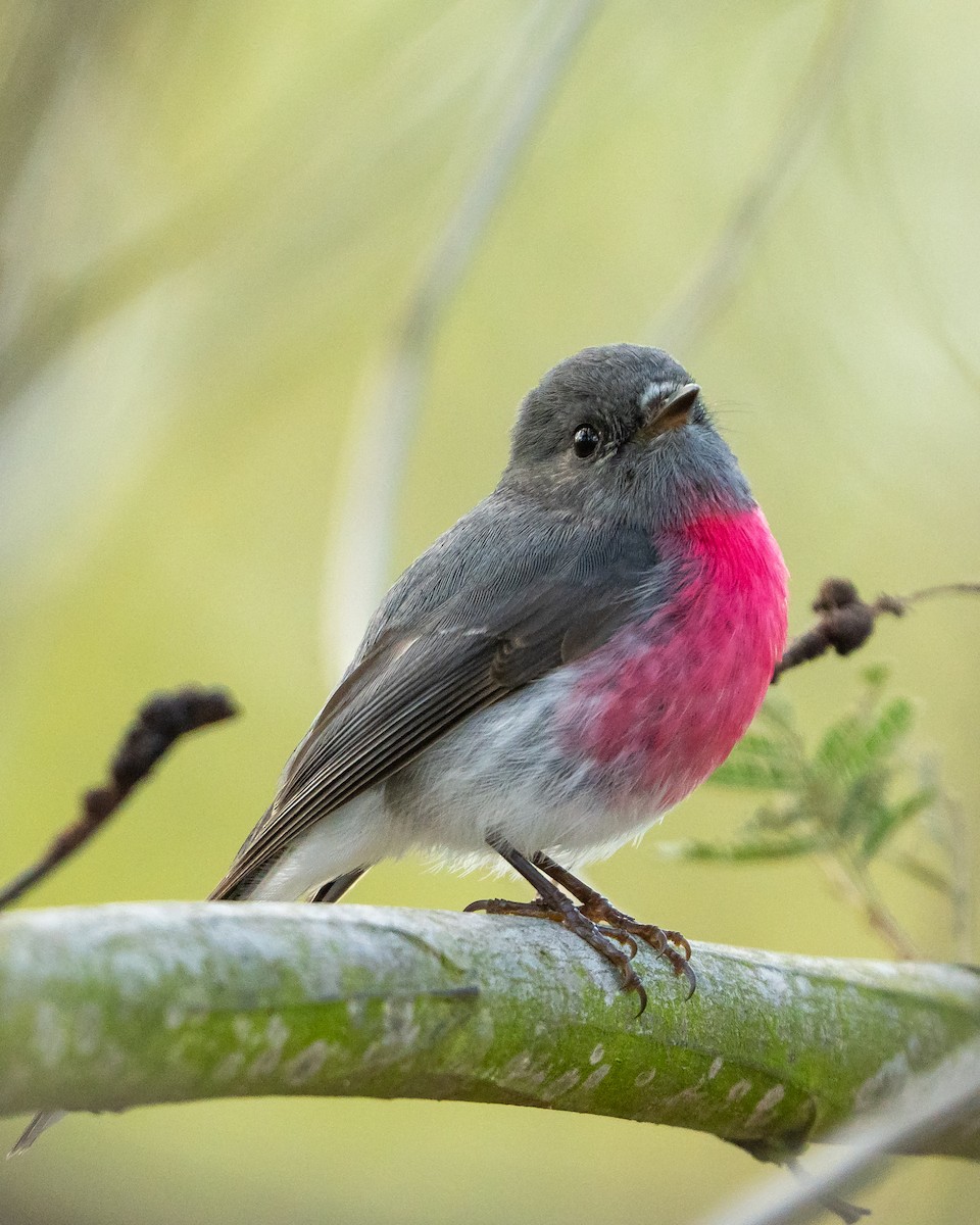 Rose Robin - ML642101259
