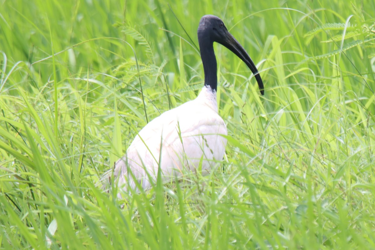Black-headed Ibis - ML642101261