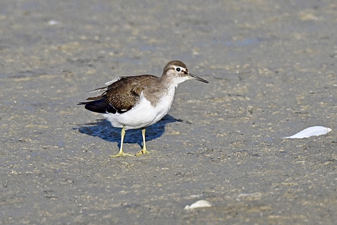 Common Sandpiper - ML642101265