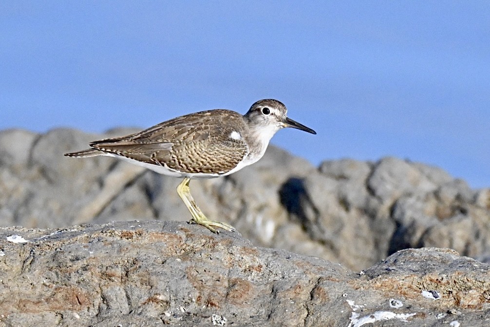Common Sandpiper - ML642101266