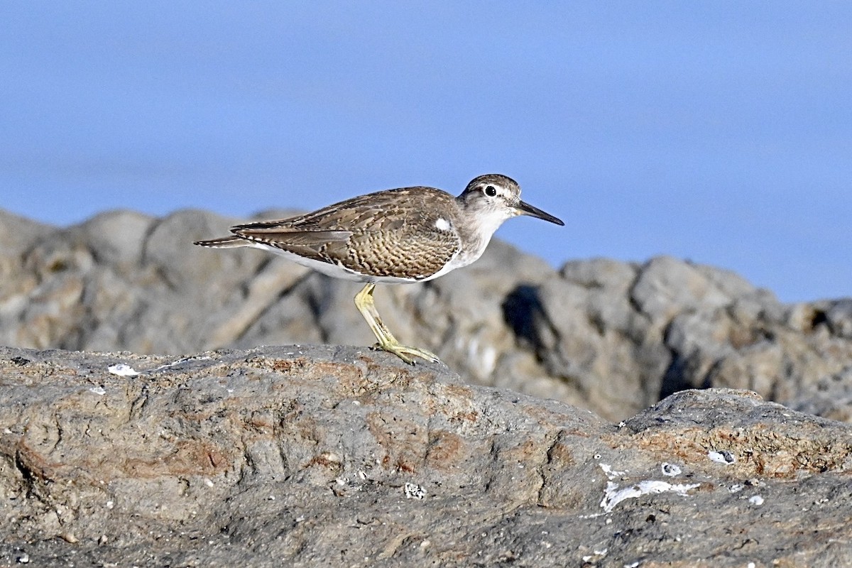 Common Sandpiper - ML642101267