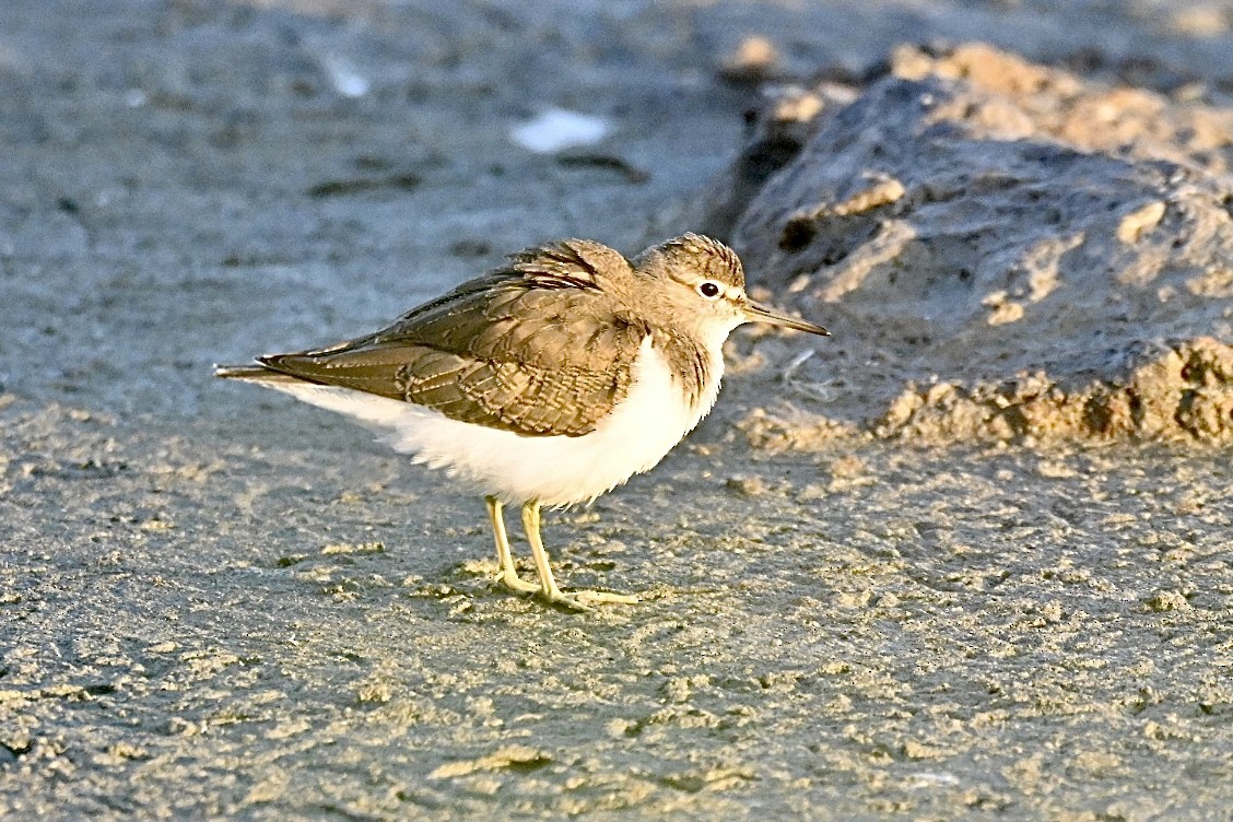 Common Sandpiper - ML642101268