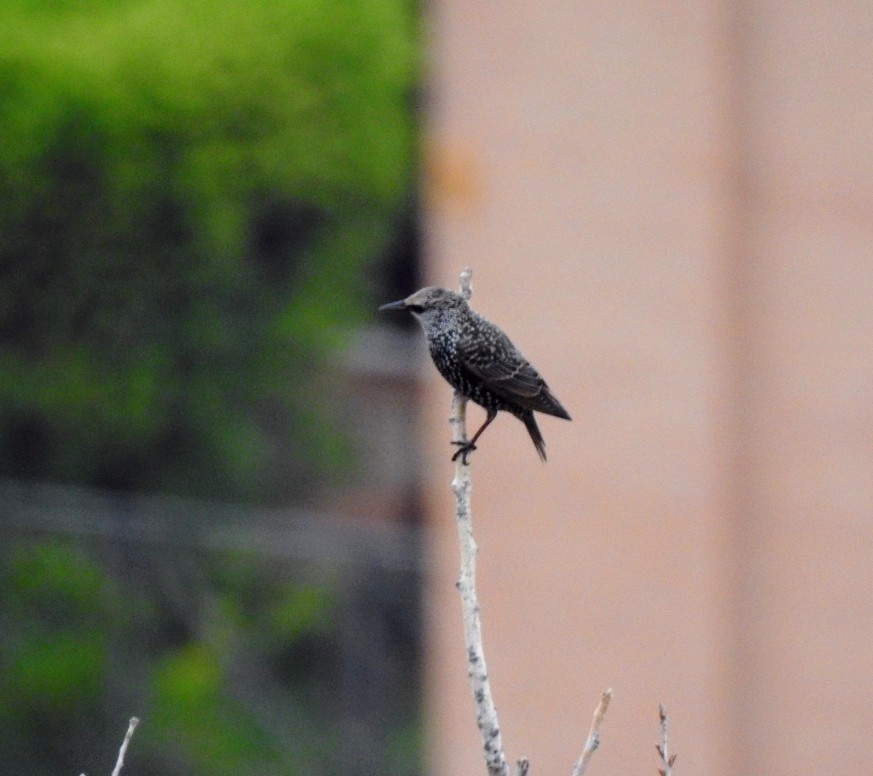 European Starling - ML642101276