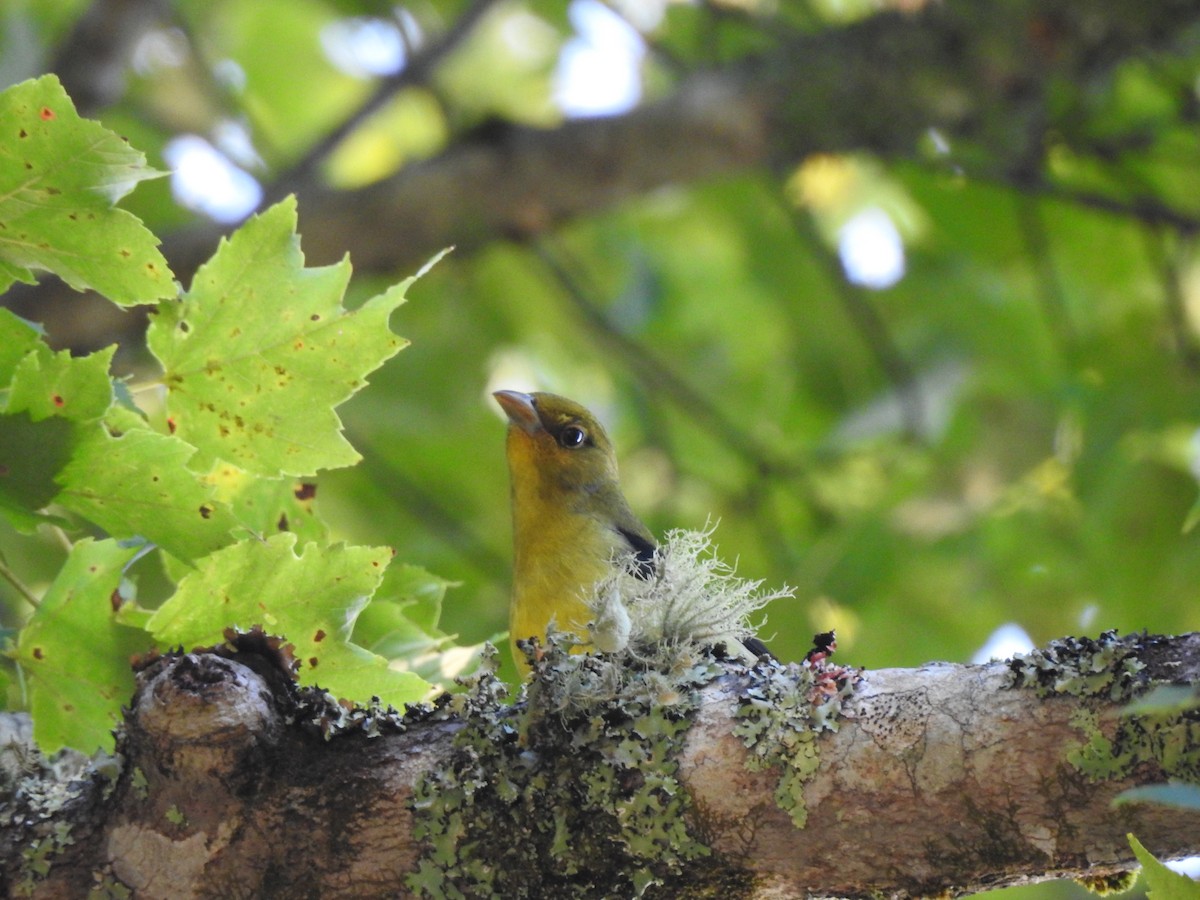 Scarlet Tanager - ML642101278