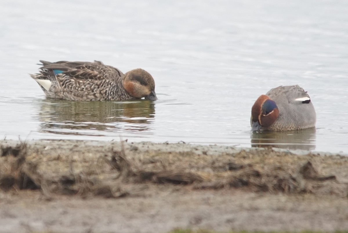 Green-winged Teal (Eurasian) - ML642101280
