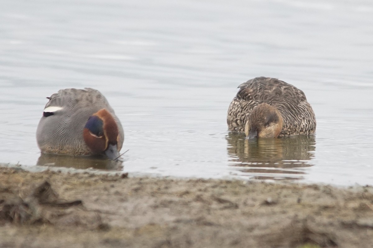 Green-winged Teal (Eurasian) - ML642101282