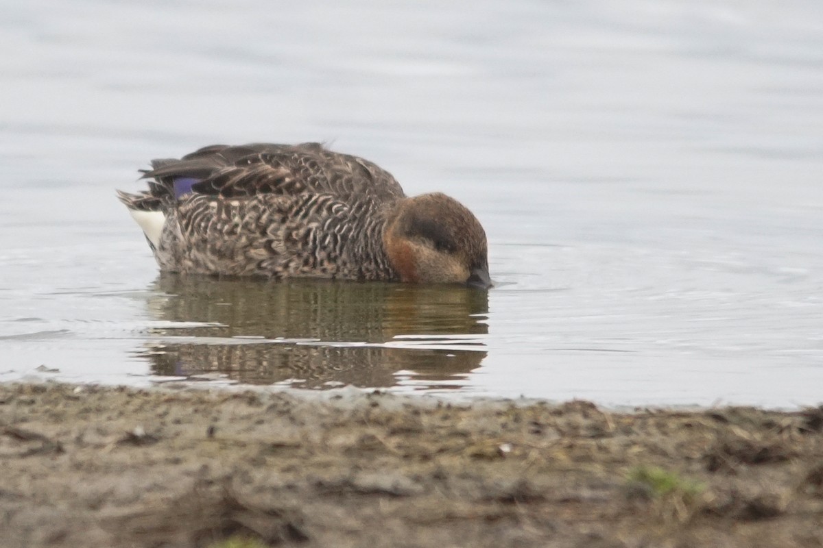 Green-winged Teal (Eurasian) - ML642101288