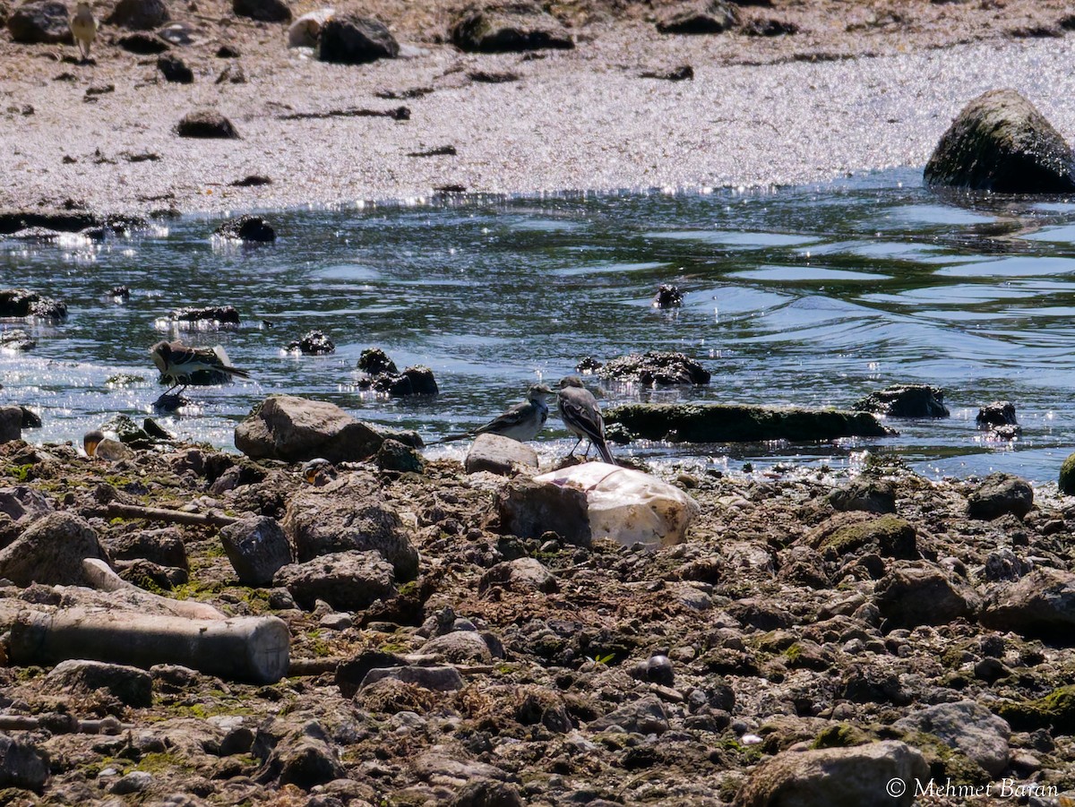 White Wagtail - ML642101290