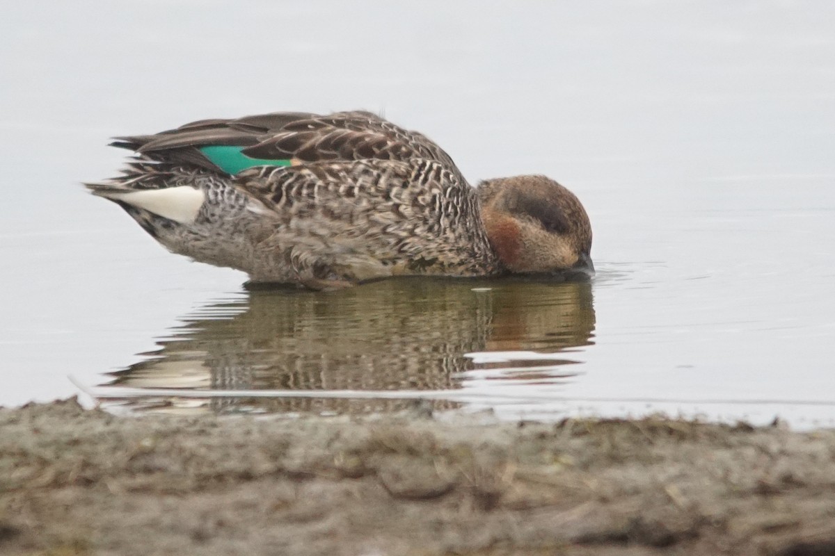 Green-winged Teal (Eurasian) - ML642101291