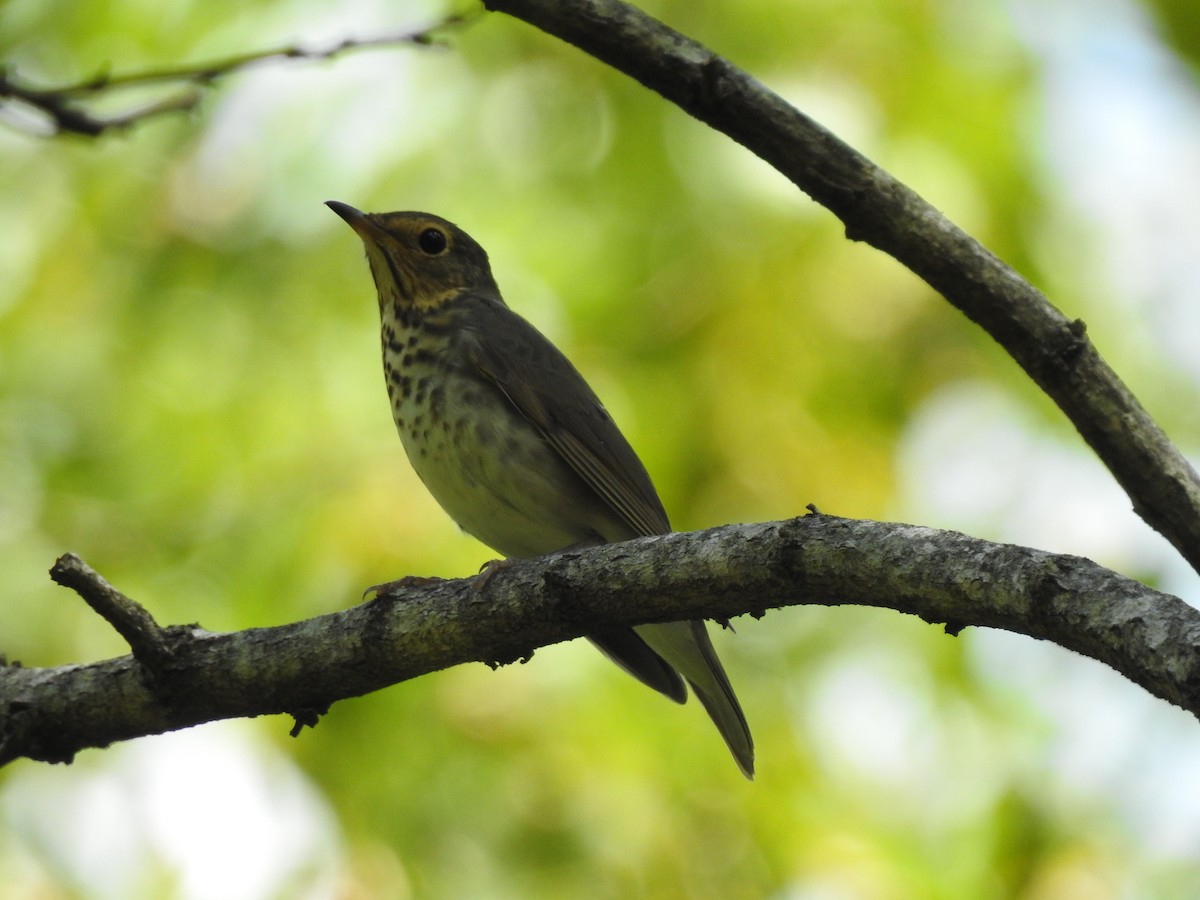 Swainson's Thrush - ML642101299