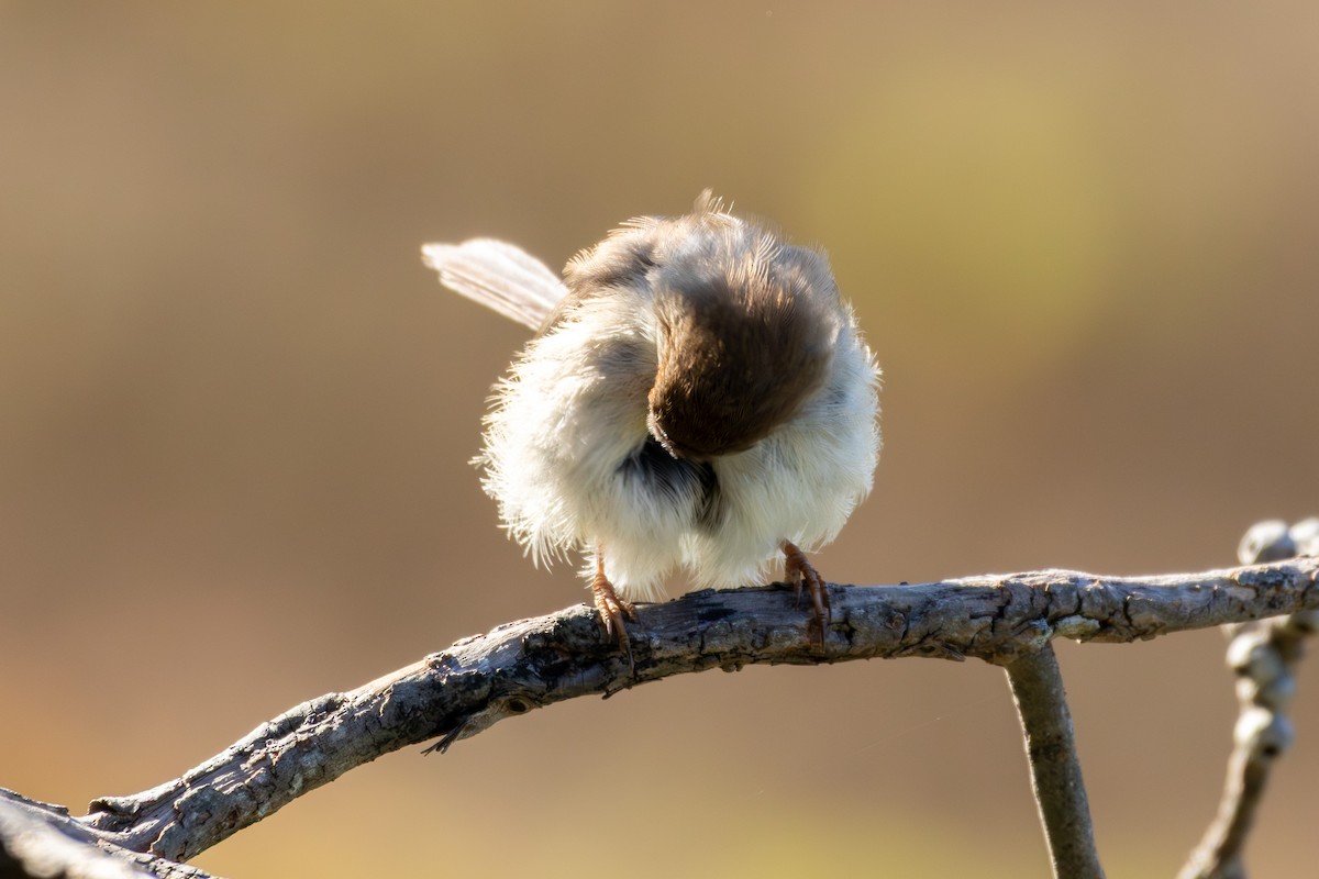 Superb Fairywren - ML642101300