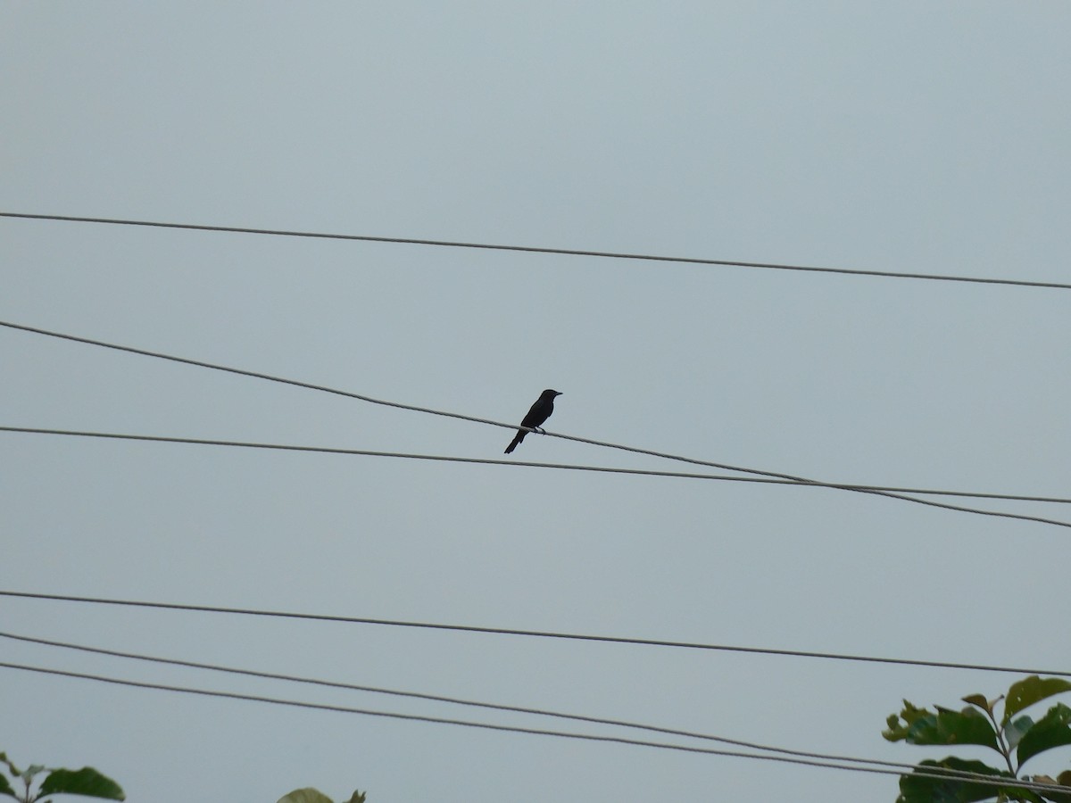 Black Drongo - ML642101307