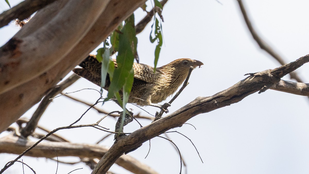 Pheasant Coucal - ML642101310