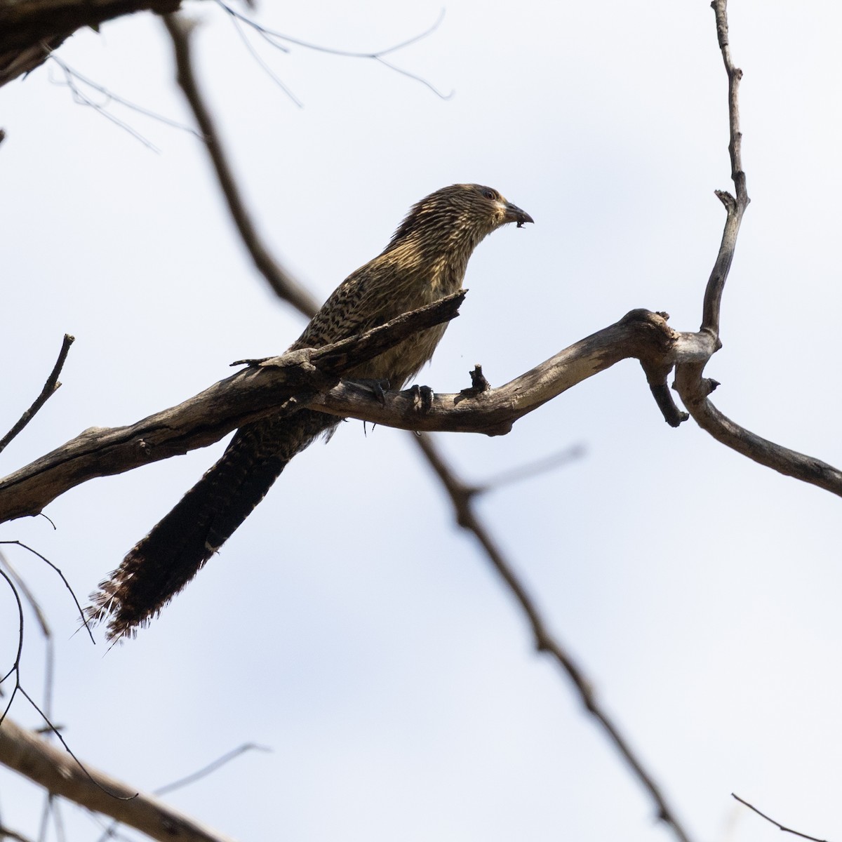 Pheasant Coucal - ML642101311