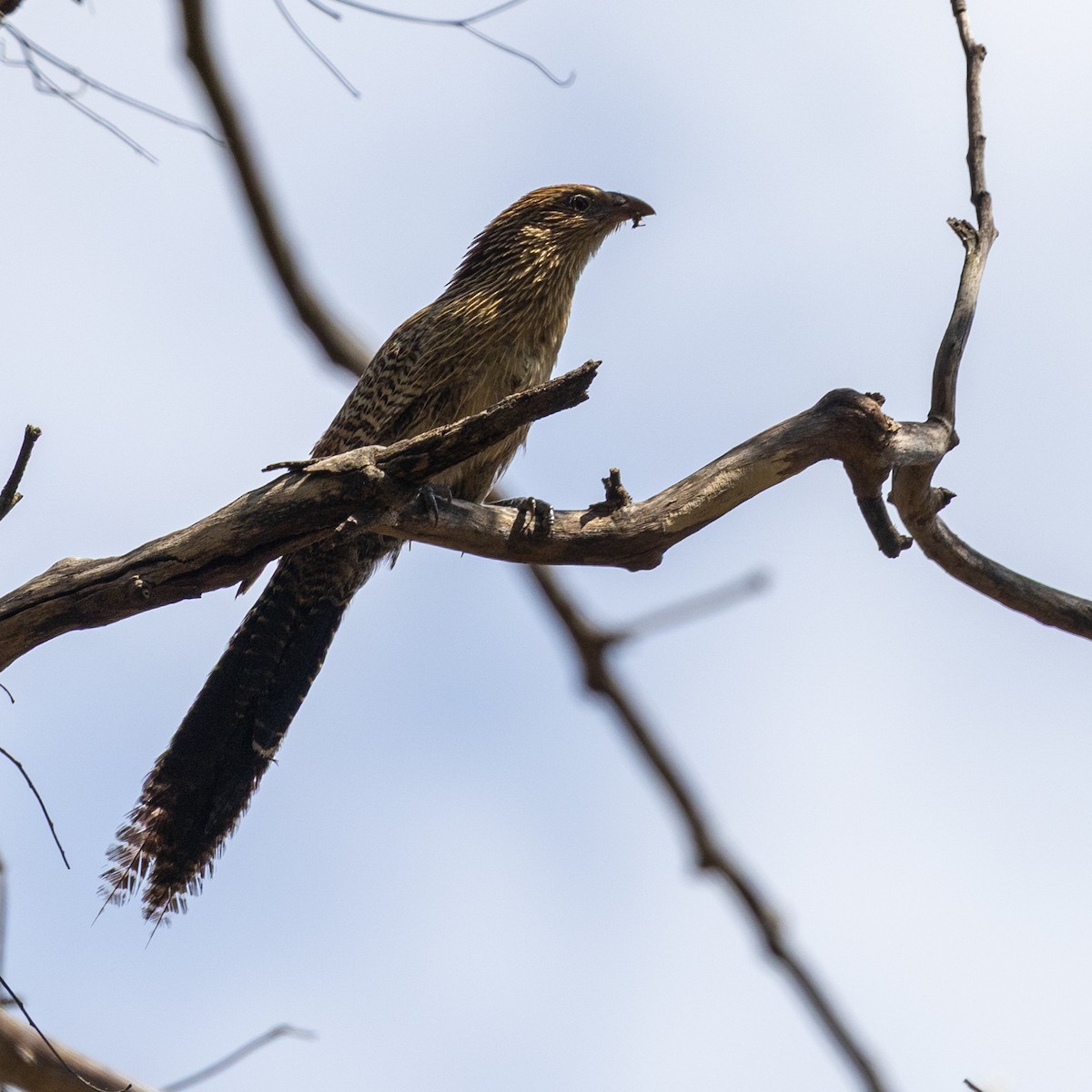Pheasant Coucal - ML642101312
