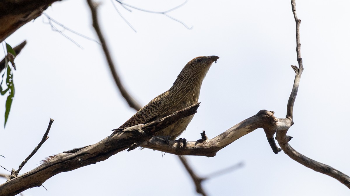Pheasant Coucal - ML642101313