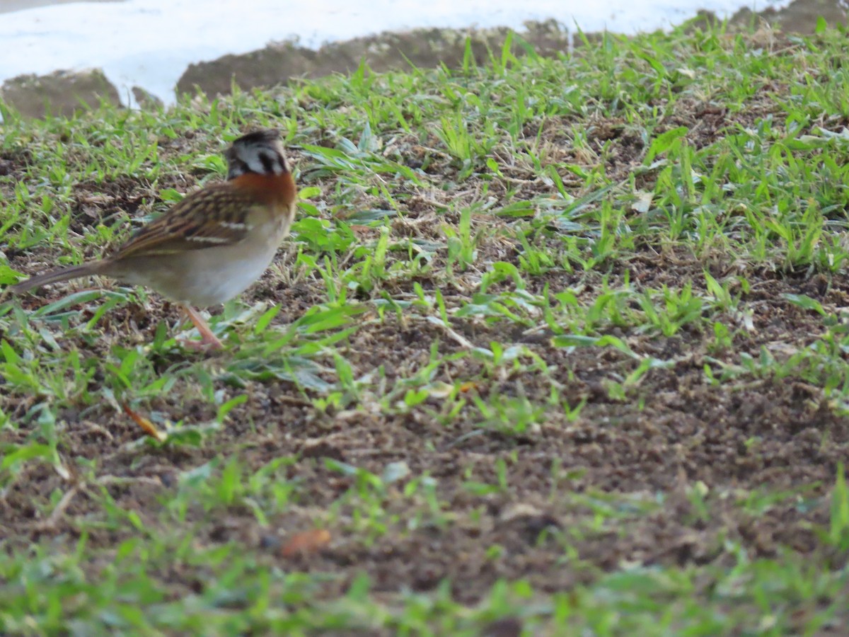 Rufous-collared Sparrow - ML642101323
