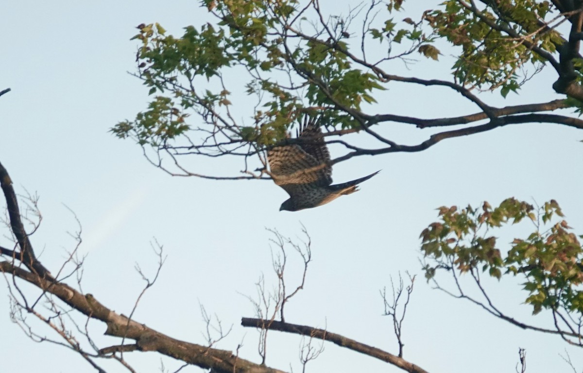Cooper's Hawk - ML642101330