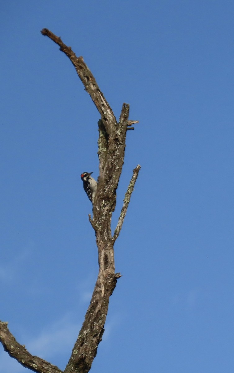 Hairy Woodpecker - ML642101334