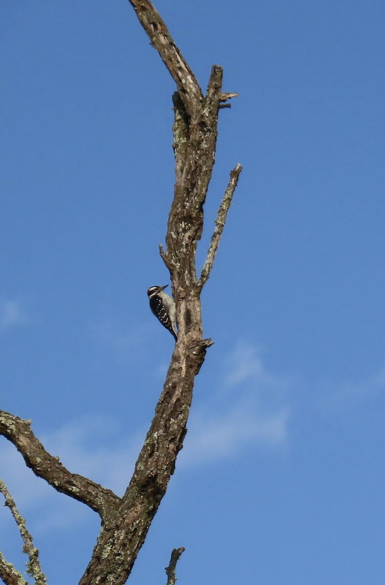 Hairy Woodpecker - ML642101335
