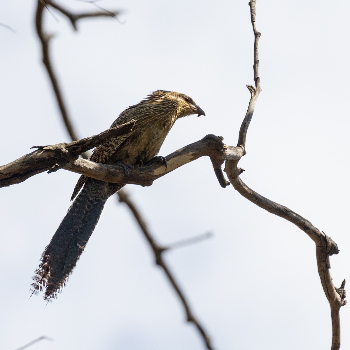 Pheasant Coucal - ML642101336