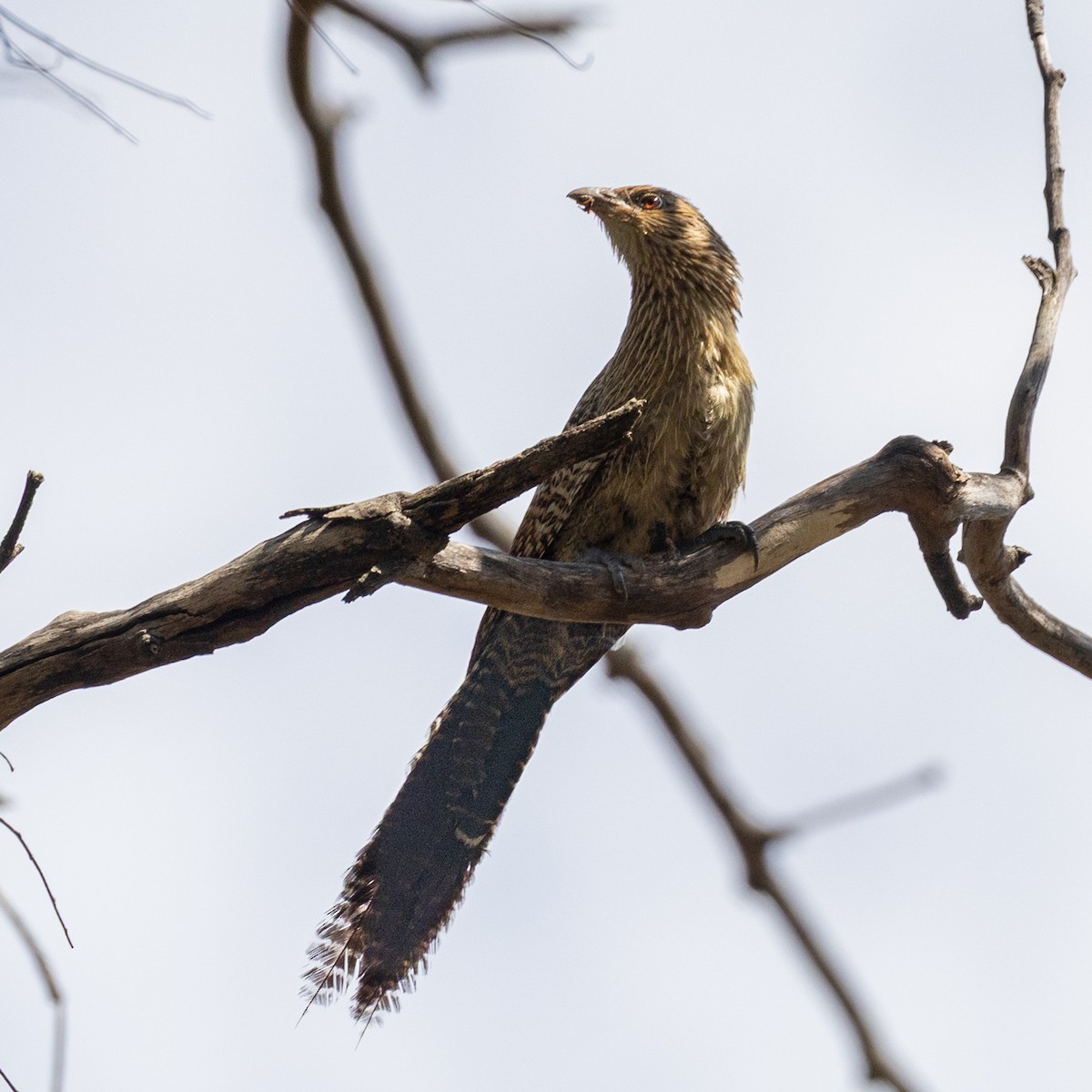 Pheasant Coucal - ML642101337