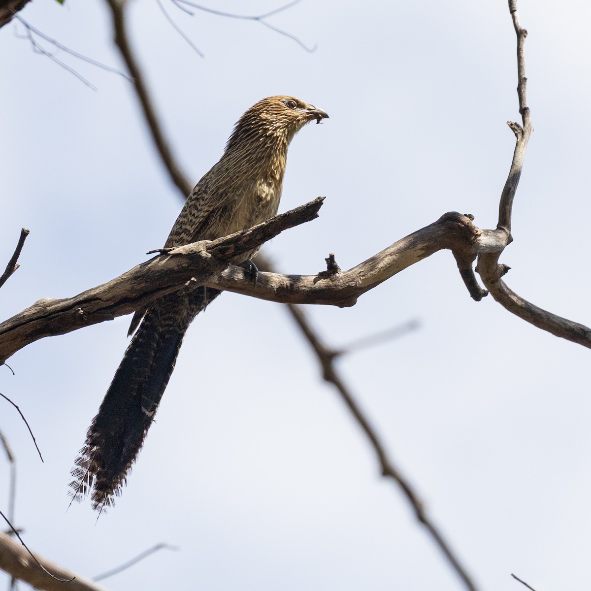 Pheasant Coucal - ML642101338