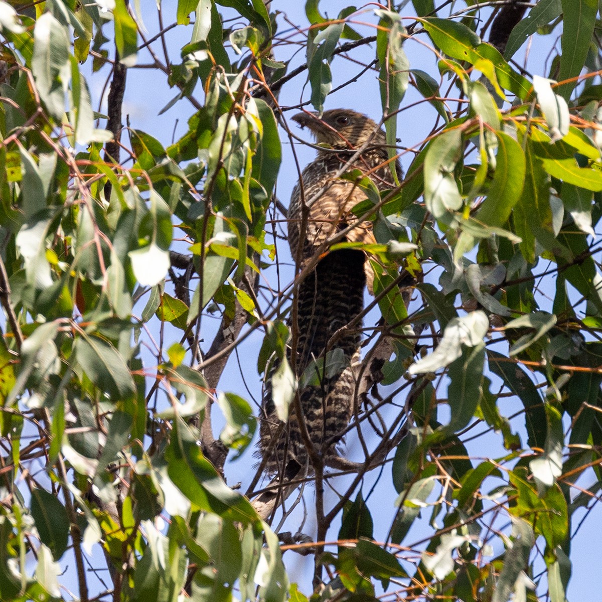 Pheasant Coucal - ML642101339