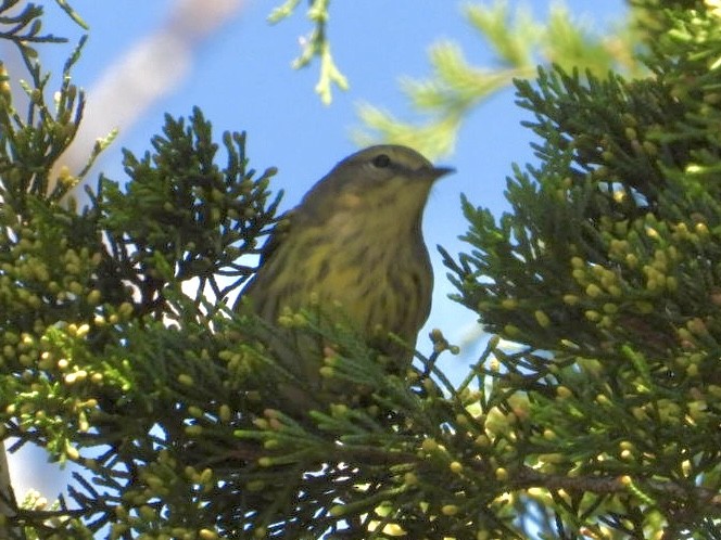 Cape May Warbler - ML642101340