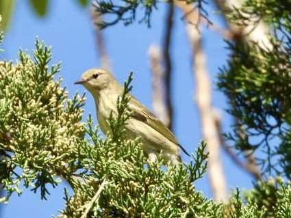 Cape May Warbler - ML642101341