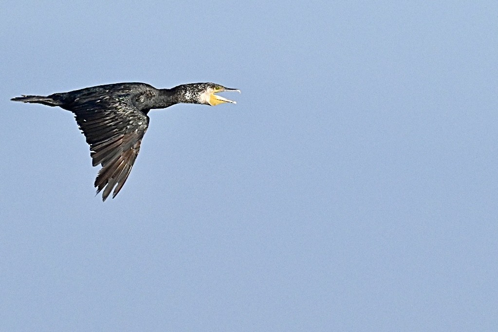 Cormorano - ML642101342
